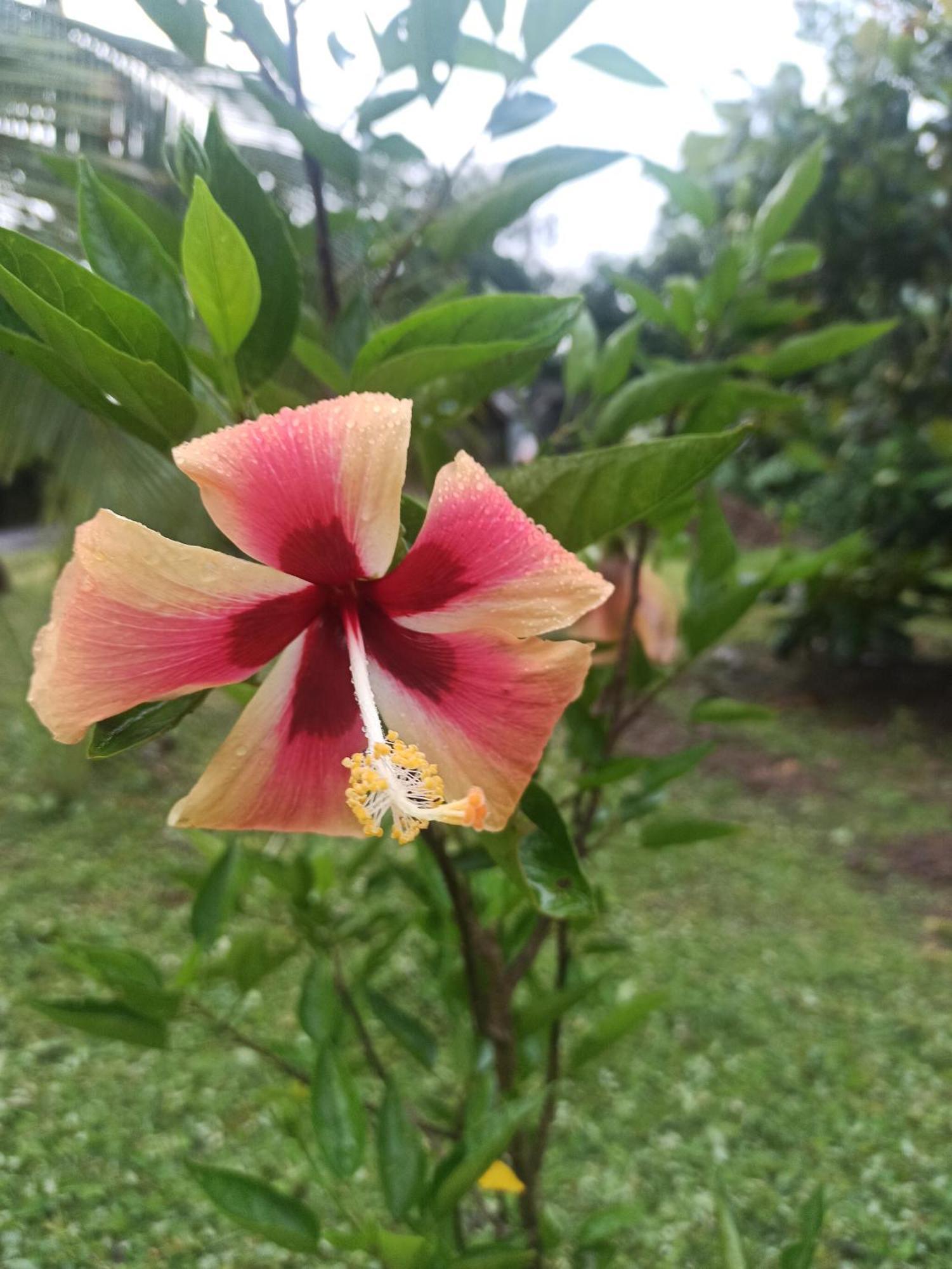 Hotel Hibiscus Garden Santa Catalina Zewnętrze zdjęcie